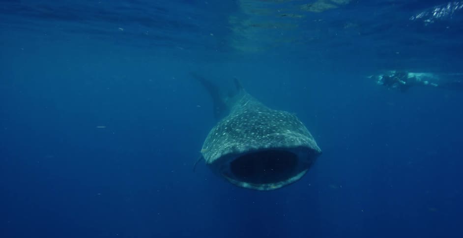 A diver underwater follows a shark