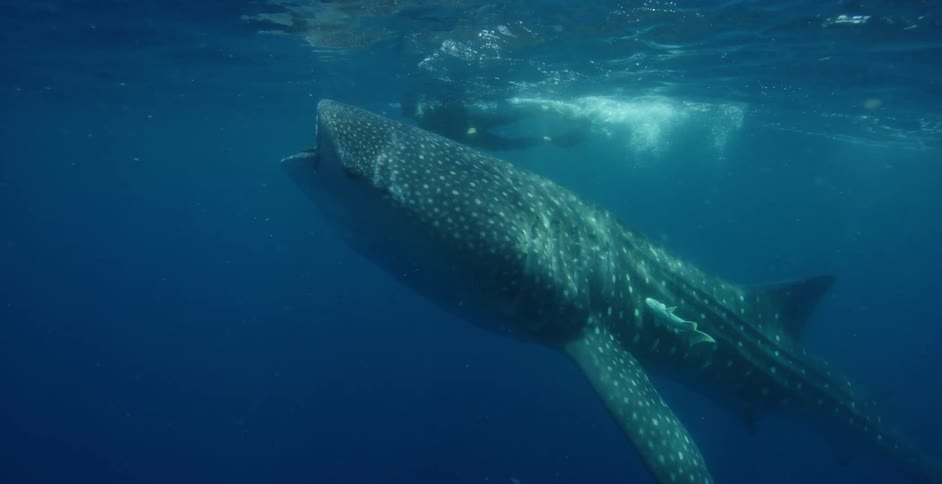 A diver swims alongside a whale shark in the open ocean