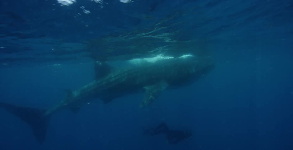 A deep sea diver swims alongside a whale shark in the open ocean