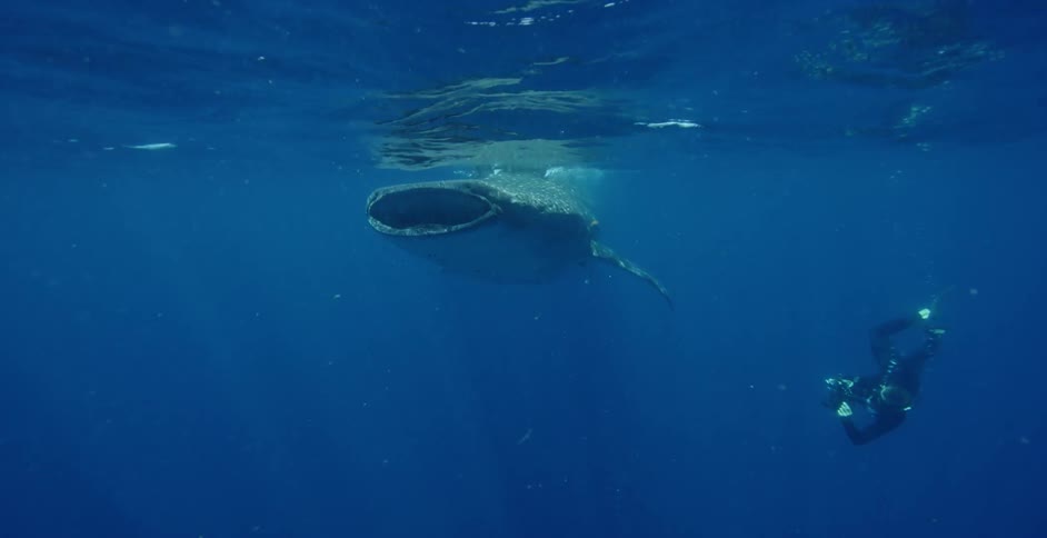 A diver swims behind a whale underwater