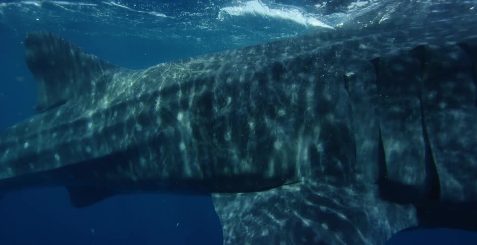 A whale shark swims near the surface in the open ocean