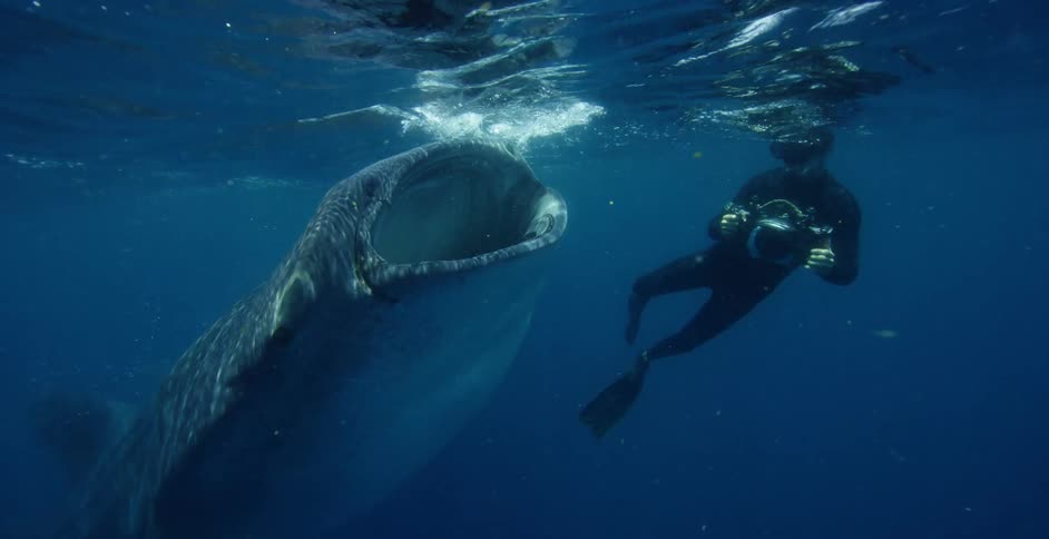 A diver swims with a whale shark in an open ocean