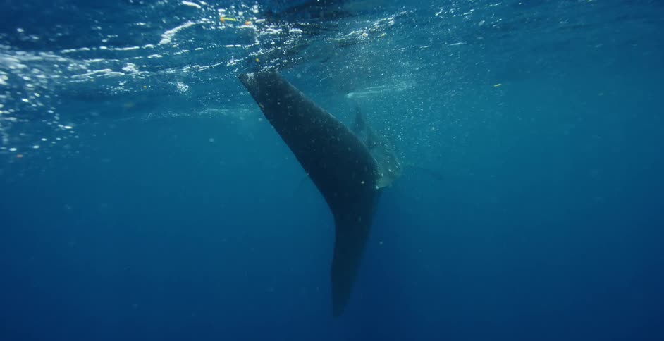 A large fish swimming underwater