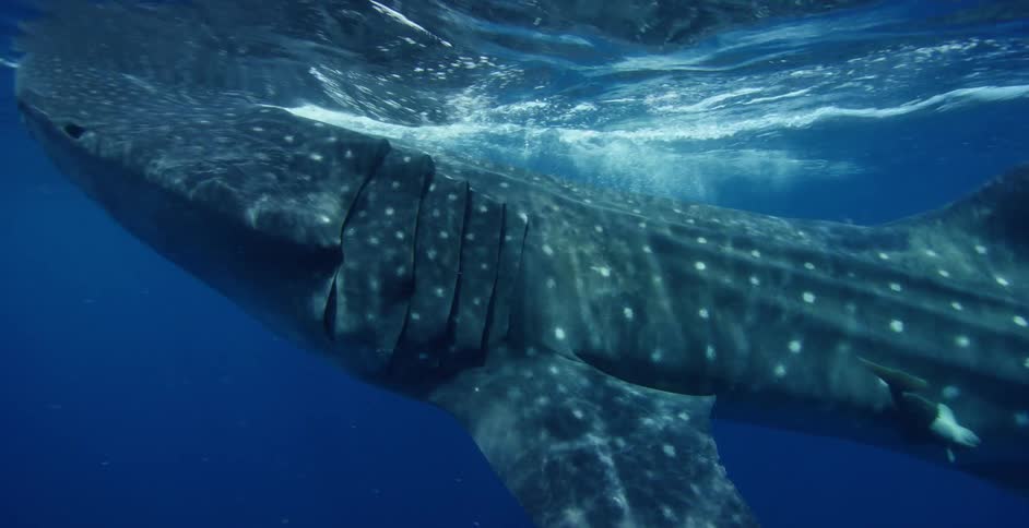 Companion fish swim along with whale shark near scuba diver