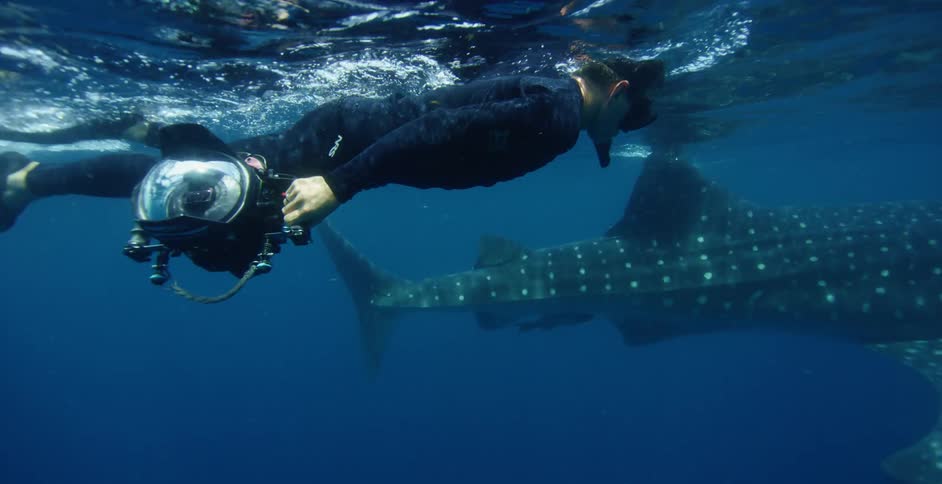 A man swims under water next to a whale shark