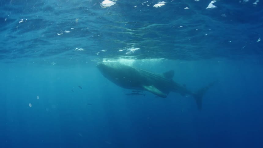 A whale shark peeks up out of the water
