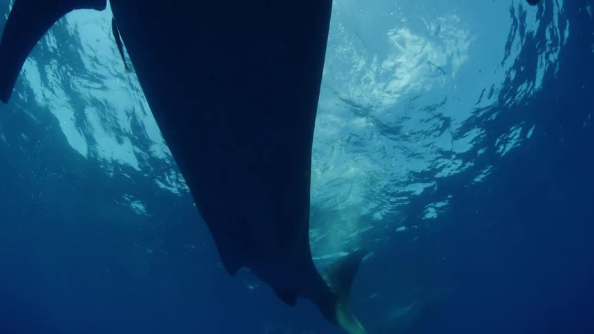 A large whale shark swims underwater