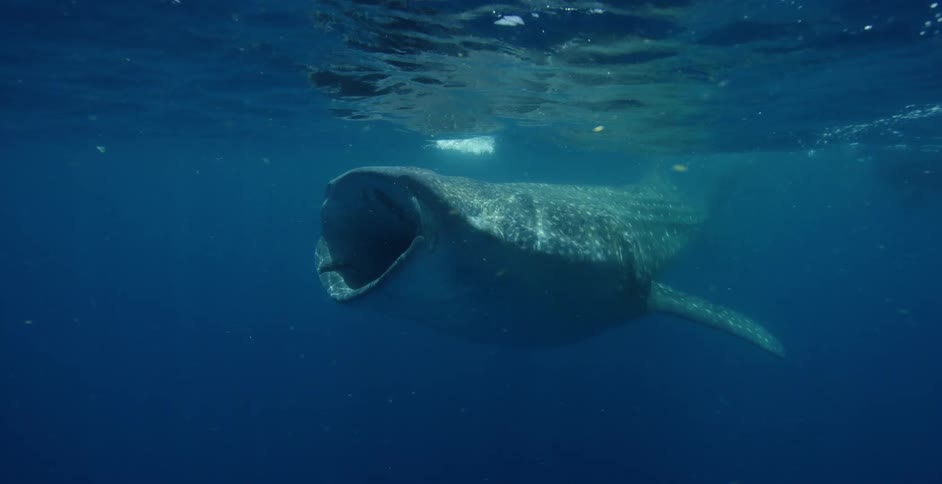 A fish under water