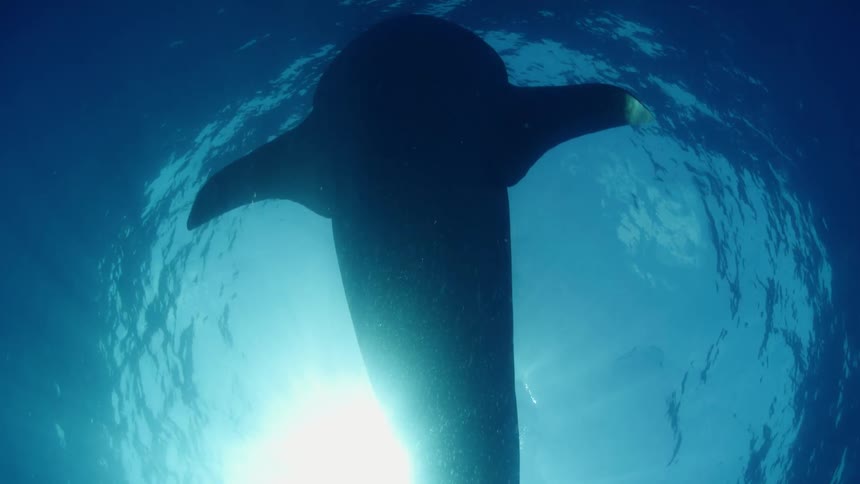 The silhouette of an enormous great white shark passes slowly overhead from the depths of the ocean