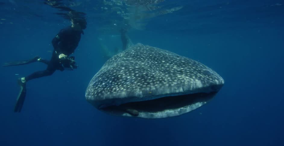 A diver is swimming near a whale shark