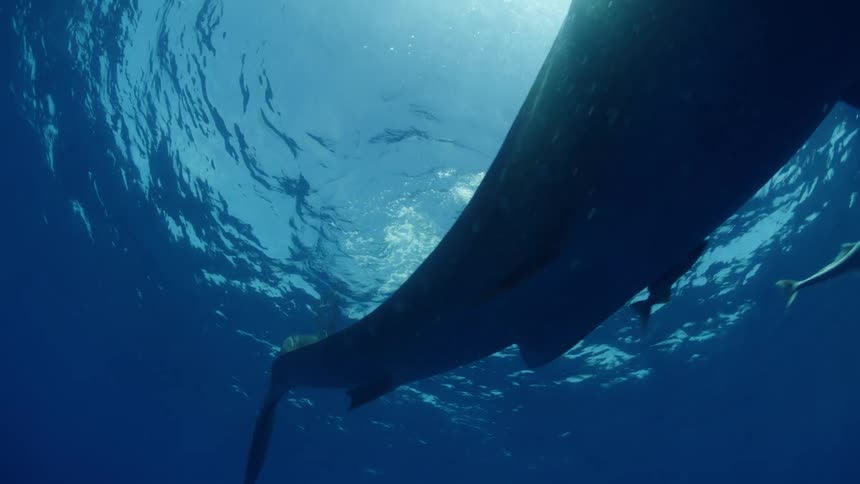 A whale shark swims overhead in the sea