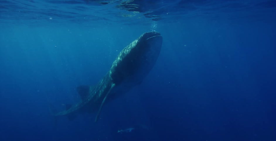 A whale shark swims near the surface of the ocean