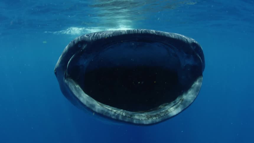 A whale shark opens its mouth wide as it swims above a diver in the ocean