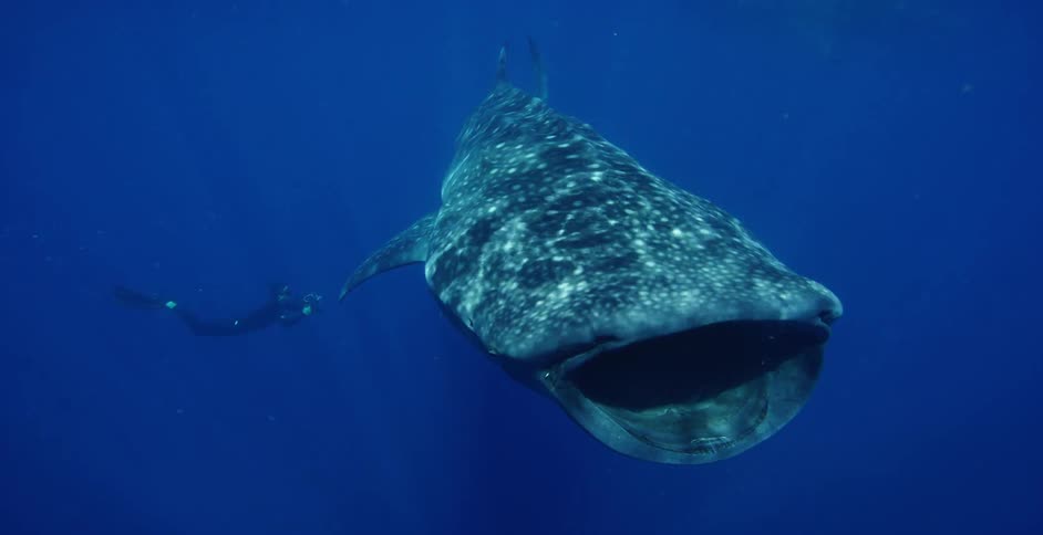 A diver is following a whale shark