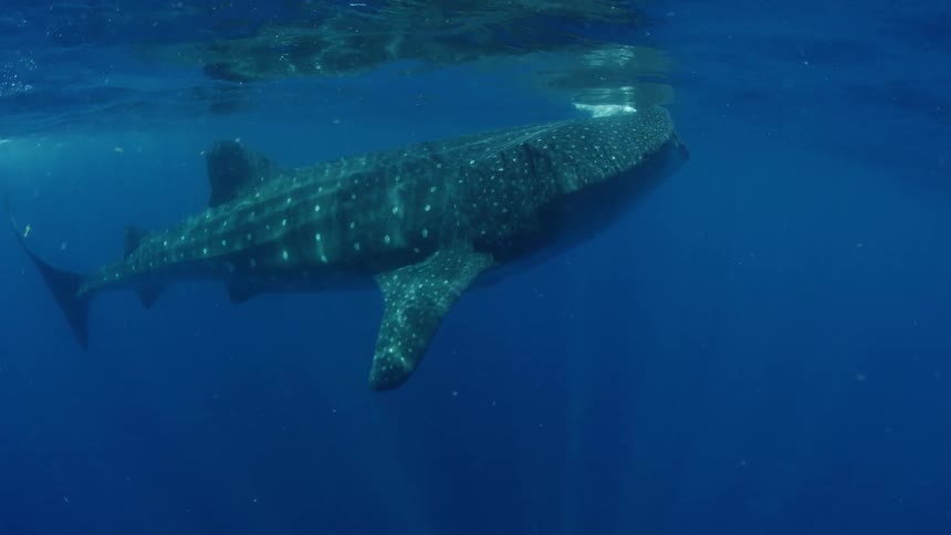 A whale shark swims with its mouth closed