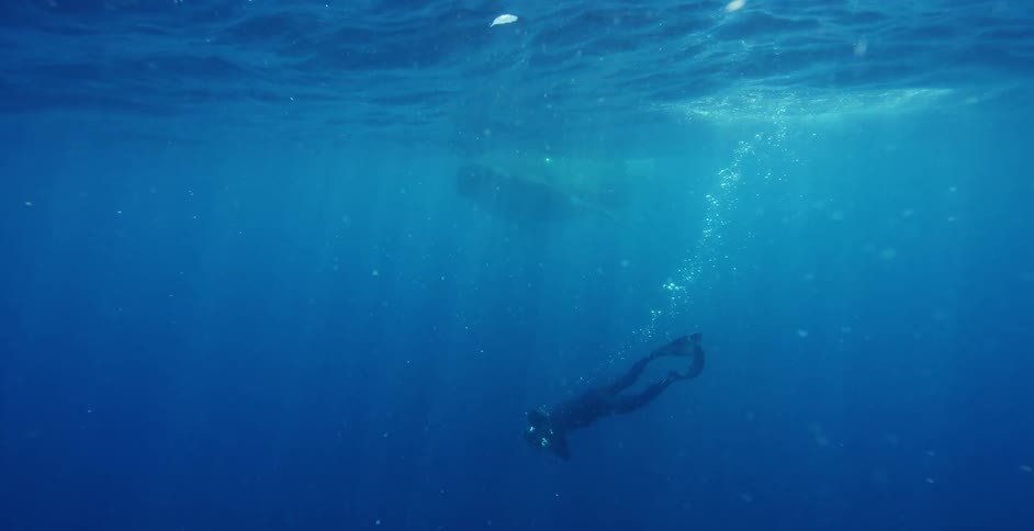 A snorkeler swims far beneath the surface of the water to get closer to an enormous whale shark