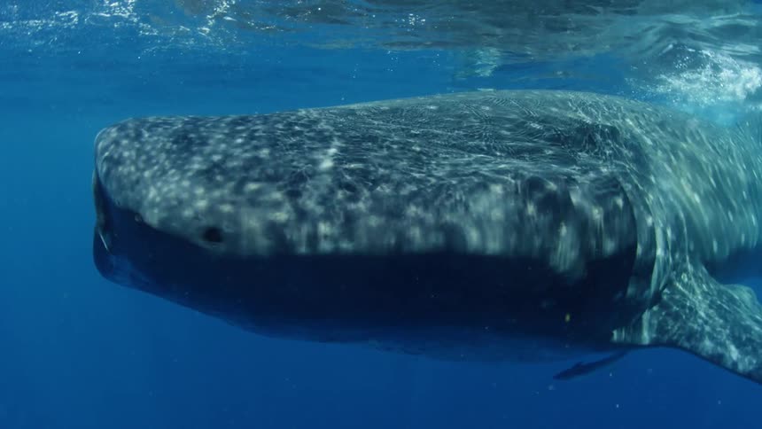 Free diver films a whale shark with an underwater camera in the blue ocean waters
