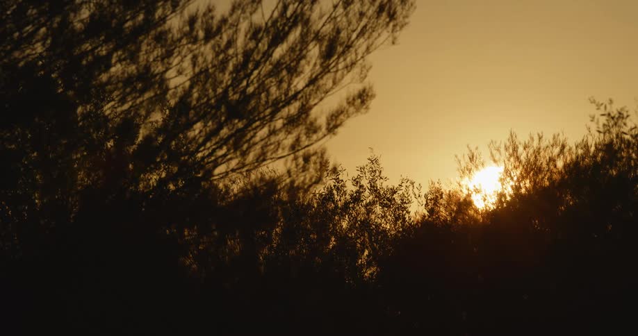 The sun is setting in a forest area