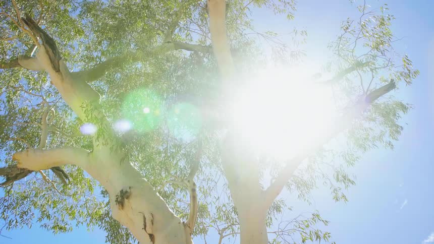 The sun shines brightly through the branches of a single tree under a blue sky