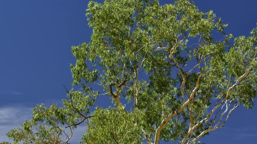 Trees with branches and leaves with the sky and clouds in the background