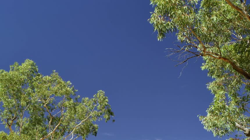 Tree branches overhead on a clear sunny day