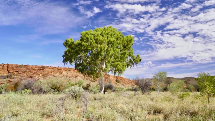 A view of a tree is displayed