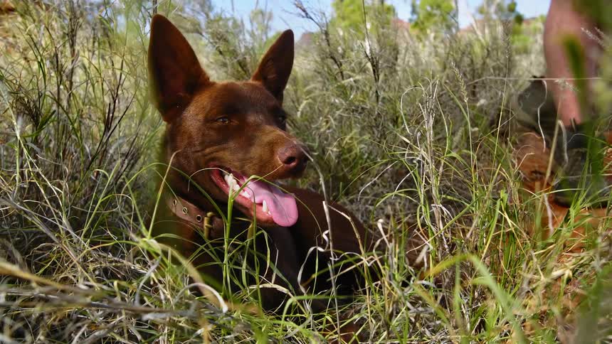 An animal and its owner are outdoors