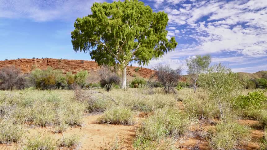 Tree in outback between shrubs and bushes