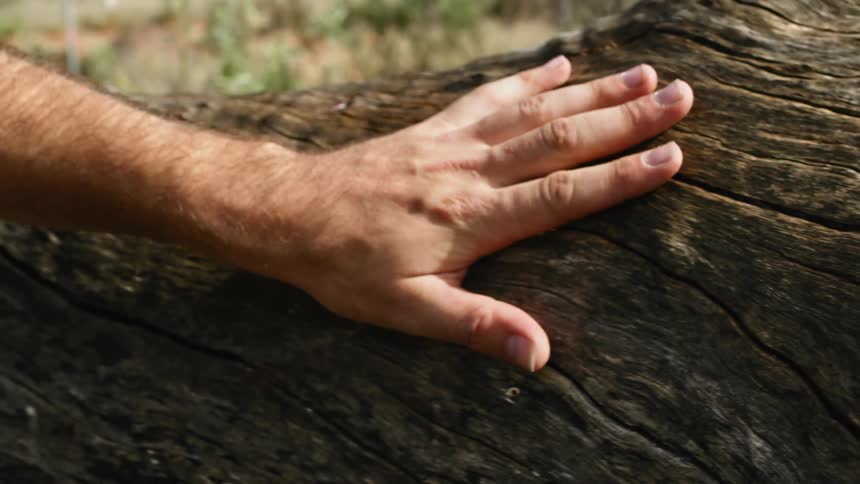 A man runs his hand along a tree trunk