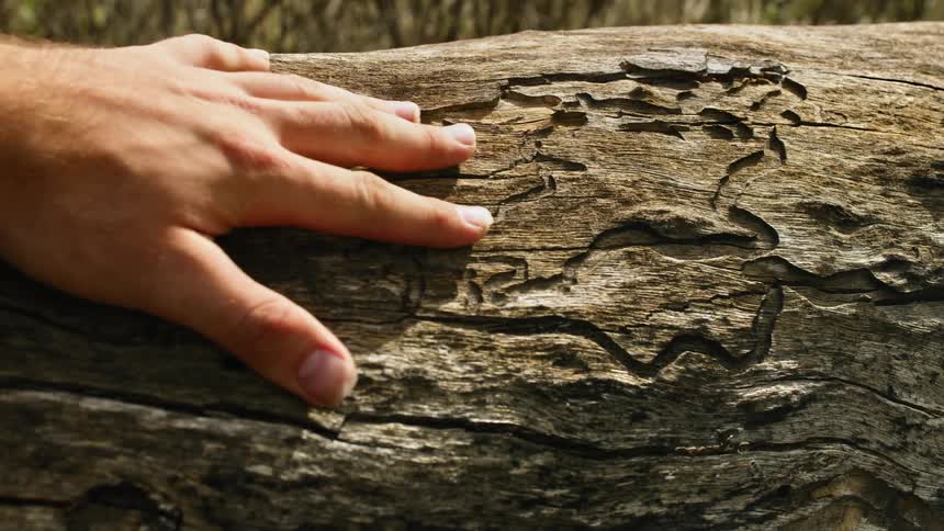 A hand touches a tree trunk