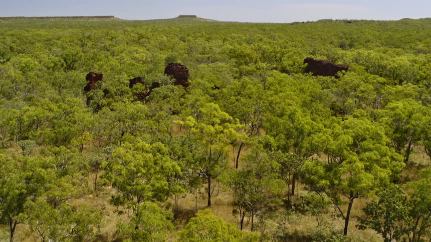 An aerial view of a forest is displayed