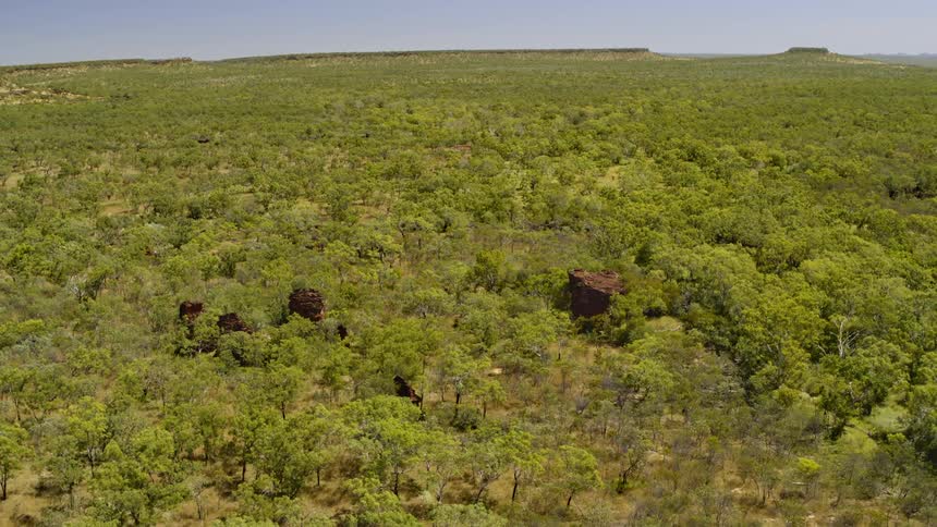 Trees cover a landscape on a clear summer day