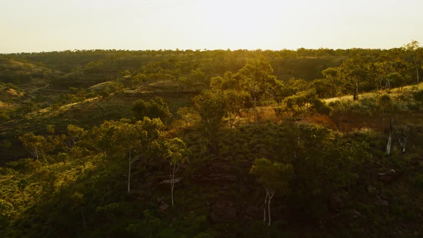 A forest with trees and plants with the sky and clouds in the background
