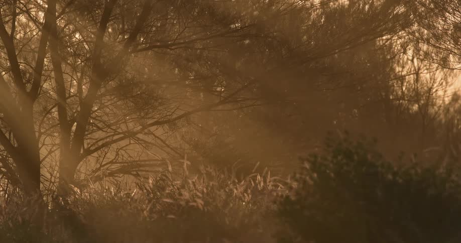 Sunlight streams through trees in a forest