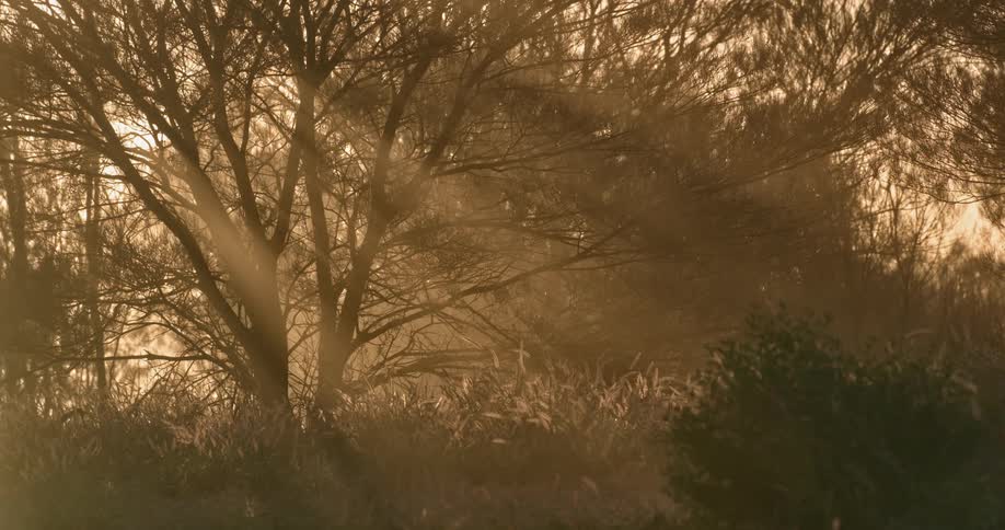 Sunlight shining through tree branches in a grove