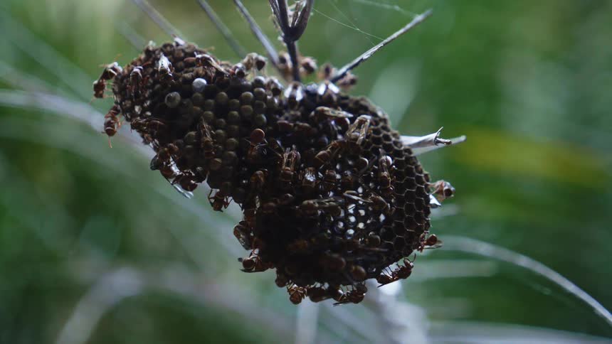 Wild wasp hive with wasps walking all over hanging on the branch of a tree