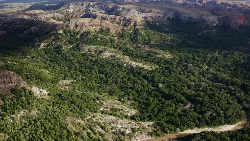 An aerial view of a forest by the mountain is displayed