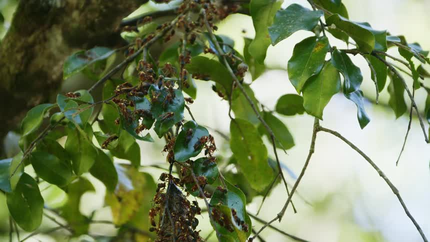 Bees on leaves on a tree