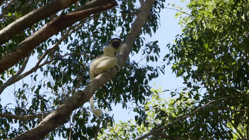 An animal is in its natural habitat