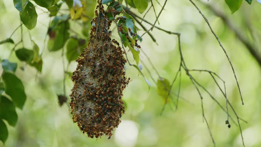 Dozens of wasps congregate on a wasp nest hanging from a tree branch