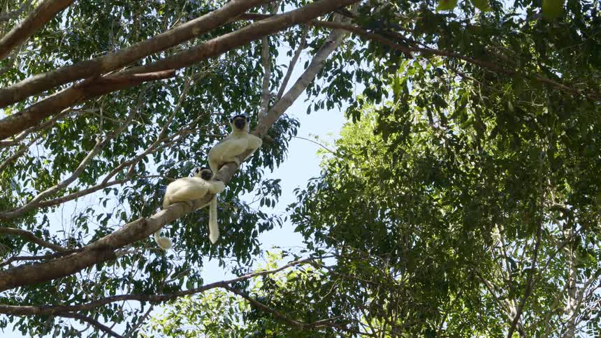 Two monkeys on a tree branch