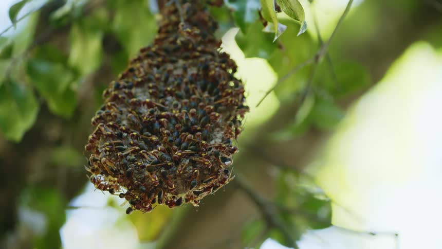 Wasps covering a hive hanging from the branch of a tree at day