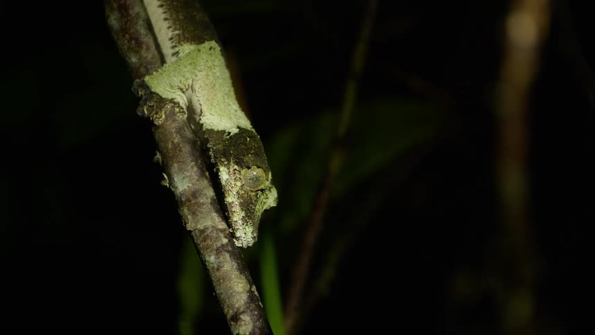 Lizard resting on a branch outdoors at night