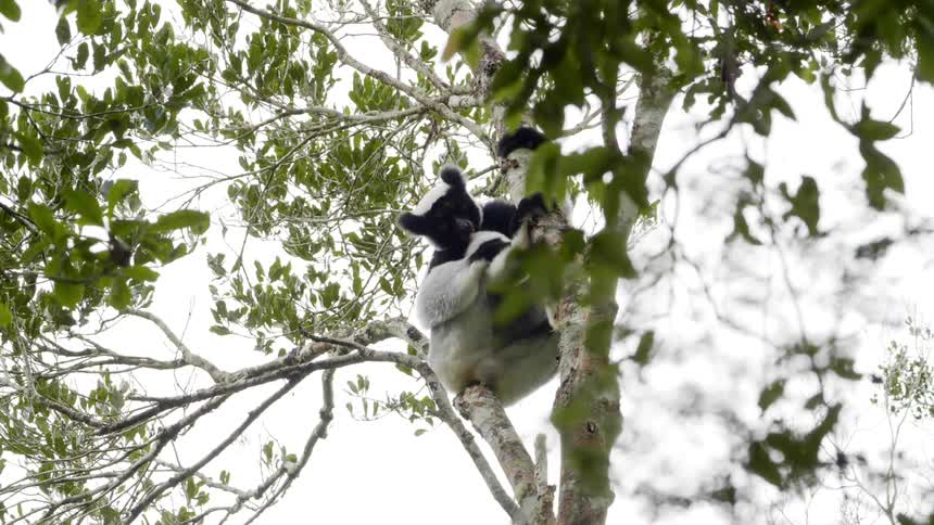 Panda bear sits in a tree as it eats