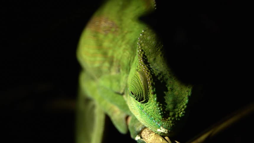 A green chameleon rests on a branch