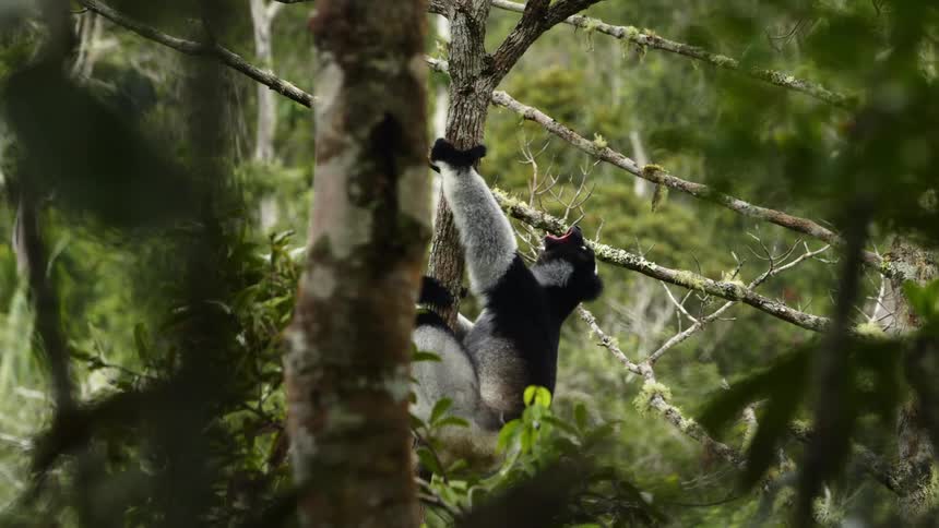 A wild animal howls while hanging in a tree