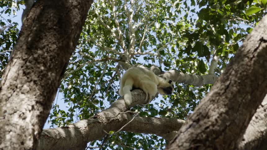 A light colored monkey hugs a tree branch before tilting to one side and then dropping off