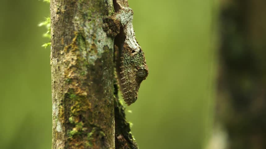 Lizard clings head down to tree trunk
