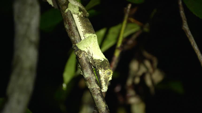 A lizard on a branch outdoors