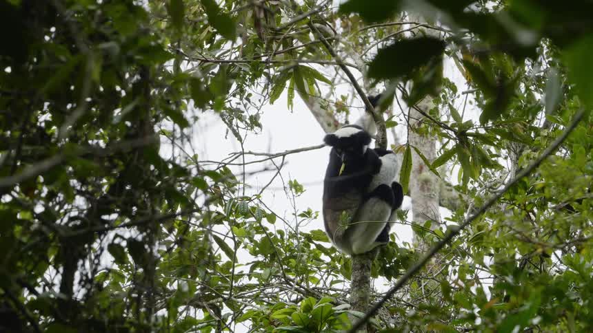 A wild animal eats a leaf while climbing a tree